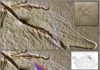 Dinosaur feather study debunked Altmühl specimen of Archaeopteryx, showing the dorsal surface of the right wing.