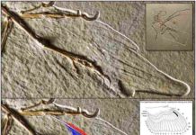 Dinosaur feather study debunked Altmühl specimen of Archaeopteryx, showing the dorsal surface of the right wing.