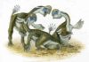 Lost digits point to spread of parrot-like dinosaur Artist's impression of Oksoko avarsan dinosaurs (credit: Michael Skrepnick)