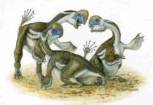Lost digits point to spread of parrot-like dinosaur Artist's impression of Oksoko avarsan dinosaurs (credit: Michael Skrepnick)