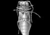Micro-CT reconstruction of Mysteriomorphus pelevini Credit: D. Peris & R. Kundrata et al. / Scientific Reports