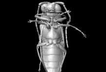 Micro-CT reconstruction of Mysteriomorphus pelevini Credit: D. Peris & R. Kundrata et al. / Scientific Reports