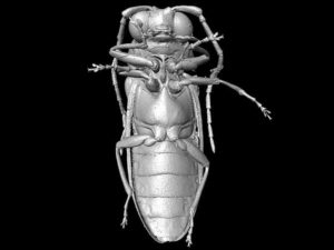 Micro-CT reconstruction of Mysteriomorphus pelevini Credit: D. Peris & R. Kundrata et al. / Scientific Reports