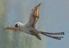 These two bird-sized dinosaurs evolved the ability to glide, but weren’t great at it This illustration shows a reconstruction of Ambopteryx in a glide. Credit: Gabriel Ugueto