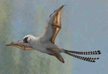 This illustration shows a reconstruction of Ambopteryx in a glide. Credit: Gabriel Ugueto