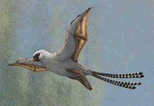 These two bird-sized dinosaurs evolved the ability to glide, but weren’t great at it This illustration shows a reconstruction of Ambopteryx in a glide. Credit: Gabriel Ugueto