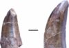 Tooth marks and lost teeth offer insights into dinosaur feeding behavior Teeth of a large dinosaur, possibly Metriacanthosauridae, from the Liuhuanggou site in the southern Junggar basin. Scale: 1 cm. Credit: University of Tübingen