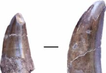Tooth marks and lost teeth offer insights into dinosaur feeding behavior Teeth of a large dinosaur, possibly Metriacanthosauridae, from the Liuhuanggou site in the southern Junggar basin. Scale: 1 cm. Credit: University of Tübingen