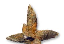 Volcanic eruptions may explain Denmark’s giant mystery crystals Photo of a glendonite. Credit: Bo Schultz