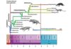 World’s greatest mass extinction triggered switch to warm-bloodedness The origin of endothermy in synapsids, including the ancestors of mammals. The diagram shows the evolution of main groups through the Triassic, and the scale from blue to red is a measure of the degree of warm-bloodedness reconstructed based on different indicators of bone structure and anatomy. Credit: Mike Benton, University of Bristol. Animal images are by Nobu Tamura, Wikimedia