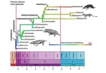 The origin of endothermy in synapsids, including the ancestors of mammals. The diagram shows the evolution of main groups through the Triassic, and the scale from blue to red is a measure of the degree of warm-bloodedness reconstructed based on different indicators of bone structure and anatomy. Credit: Mike Benton, University of Bristol. Animal images are by Nobu Tamura, Wikimedia