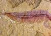 A 520-million-year-old, five-eyed fossil reveals arthropod origin Fossil specimen of Kylinxia, holotype. Credit: ZENG Han