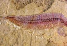 A 520-million-year-old, five-eyed fossil reveals arthropod origin Fossil specimen of Kylinxia, holotype. Credit: ZENG Han