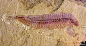 Fossil specimen of Kylinxia, holotype. Credit: ZENG Han