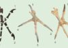 A 55-Million-Year-Old Owl Skeleton Similar to present-day diurnal birds of prey (right), the talons on the hind toe and the second toe of Primoptynx poliotauros (left) are noticeably larger than the talons on the third and fourth toe. In modern owls (center) all four talons are roughly the same size.
