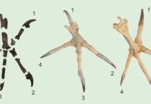 A 55-Million-Year-Old Owl Skeleton Similar to present-day diurnal birds of prey (right), the talons on the hind toe and the second toe of Primoptynx poliotauros (left) are noticeably larger than the talons on the third and fourth toe. In modern owls (center) all four talons are roughly the same size.