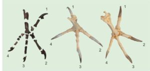 Similar to present-day diurnal birds of prey (right), the talons on the hind toe and the second toe of Primoptynx poliotauros (left) are noticeably larger than the talons on the third and fourth toe. In modern owls (center) all four talons are roughly the same size. 