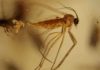 After 1760 It Is Called Resin Fungus gnat trapped in a piece of defaunation resin from Madagascar. Credit: Enrique Peñalver