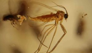 Fungus gnat trapped in a piece of defaunation resin from Madagascar. Credit: Enrique Peñalver