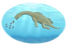 Ancient marine predator had a built-in float An illustration of Brevicaudosaurus. Credit: Tyler Stone BA '19, art and cinema; see his website tylerstoneart.wordpress.com