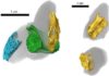 Fossil poop shows fishy lunches from 200 million years ago CT scan of coprolite specimen, BRSMG Cf15546, in different views, showing tuberculated bone (blue) from a fish skull, and two vertebrae from the tail of the marine reptile Pachystropheus, in yellow and green. Credit: Marie Cueille, and Palaeobiology Research Group, University of Bristol