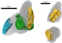 Fossil poop shows fishy lunches from 200 million years ago CT scan of coprolite specimen, BRSMG Cf15546, in different views, showing tuberculated bone (blue) from a fish skull, and two vertebrae from the tail of the marine reptile Pachystropheus, in yellow and green. Credit: Marie Cueille, and Palaeobiology Research Group, University of Bristol