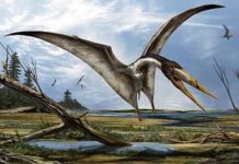 Fossil shark turns into mystery pterosaur Pterosaurs with these types of beaks are better known at the time period from North Africa, so it would be reasonable to assume a likeness to the North African Alanqa. Credit: Attributed to Davide Bonadonna
