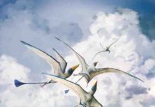 Giant lizards learnt to fly over millions of years Rhamphohynchus - one of 75 pterosaur species studied by the researchers Credit: Mark Witton