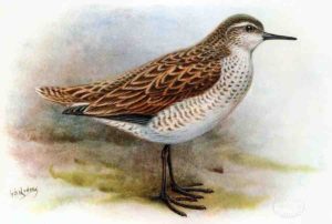 The extinct Kiritimati Sandpiper, Prosobonia cancellata - a close cousin of the newly discovered Prosobonia sauli. Credit: George Edward Lodge, 1907