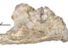 Lizard skull fossil is new and ‘perplexing’ extinct species Kopidosaurus perplexus skull in left lateral view. Credit: Simon Scarpetta