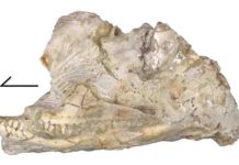 Lizard skull fossil is new and ‘perplexing’ extinct species Kopidosaurus perplexus skull in left lateral view. Credit: Simon Scarpetta