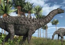 New analysis refutes claim that dinosaurs were in decline before asteroid hit Titanosaurs were common at the time of the asteroid hit at the end of the Cretaceous 66 million years ago. (Credit: AlienCat)