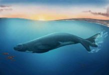 An artist impression of the newly discovered extinct monk seal species Credit: Jaime Bran. Copyrigh: Museum of New Zealand Te Papa.
