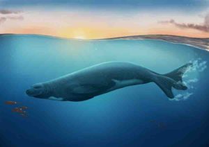 An artist impression of the newly discovered extinct monk seal species Credit: Jaime Bran. Copyrigh: Museum of New Zealand Te Papa.