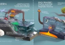 New placement for one of Earth’s largest mass extinction events End Triassic vs Anthropocene