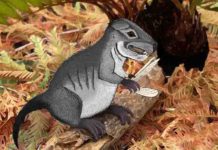 New species of ancient cynodont, 220 million years old, discovered A Photoshop-created image of how Kataigidodon venetus may have looked, illustrated by Ben Kligman, a Ph.D. student in the Department of Geosciences and Hannah R. Kligman. Credit: Virginia Tech
