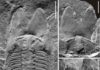 New trilobite fossil reveals cephalic specialization of trilobites in Middle Cambrian Nearly complete exoskeleton (left) and cranidium (right) of Phantaspisauritus gen. et sp. nov. Credit: NIGPAS