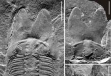 New trilobite fossil reveals cephalic specialization of trilobites in Middle Cambrian Nearly complete exoskeleton (left) and cranidium (right) of Phantaspisauritus gen. et sp. nov. Credit: NIGPAS