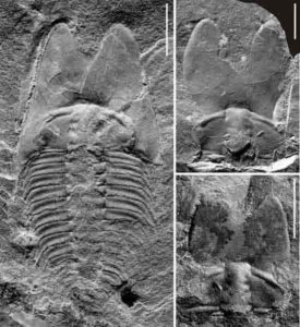 Nearly complete exoskeleton (left) and cranidium (right) of Phantaspisauritus gen. et sp. nov. Credit: NIGPAS