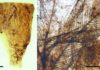 Palaeontologists describe a preservation process unique to resins Amber piece from the site of San Just with dinosaur feather remains. Credits: S. Álvarez Parra et al. Scientific Reports