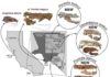 Paleontologists uncover three new species of extinct walruses in Orange County Map & Skulls. Credit: Journal of Vertebrate Paleontology
