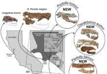 Paleontologists uncover three new species of extinct walruses in Orange County Map & Skulls. Credit: Journal of Vertebrate Paleontology