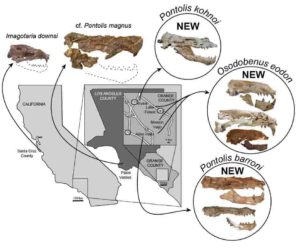 Map & Skulls. Credit: Journal of Vertebrate Paleontology