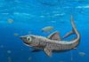Prehistoric shark hid its largest teeth With mouths closed, the older, smaller teeth of the ancestors of today’s sharks stood upright on the jaw, while the younger and larger teeth pointed towards the tongue and were thus invisible when the mouth was closed. Credit: Christian Klug, UZH