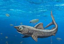 Prehistoric shark hid its largest teeth With mouths closed, the older, smaller teeth of the ancestors of today’s sharks stood upright on the jaw, while the younger and larger teeth pointed towards the tongue and were thus invisible when the mouth was closed. Credit: Christian Klug, UZH