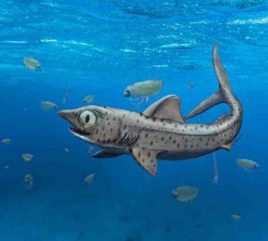 Prehistoric shark hid its largest teeth | Geology Page