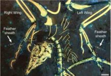 Archaeopteryx fossil provides insights into the origins of flight Remnants of feather sheaths on the wings of the fossil bird Archaeopteryx, shows the earliest evidence of a complex moulting strategy. The white arrows indicate the feather sheaths. Scale bar is 1 cm. Credit: Kaye et al. 2020.