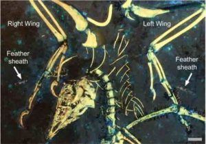 Remnants of feather sheaths on the wings of the fossil bird Archaeopteryx, shows the earliest evidence of a complex moulting strategy. The white arrows indicate the feather sheaths. Scale bar is 1 cm. Credit: Kaye et al. 2020.