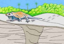 First-known fossil iguana burrow found in the Bahamas Illustration shows a cross section of the prehistoric iguana burrow, and how the surrounding landscape may have looked during the Late Pleistocene Epoch. Credit: Anthony Martin.