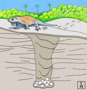 Illustration shows a cross section of the prehistoric iguana burrow, and how the surrounding landscape may have looked during the Late Pleistocene Epoch. Credit: Anthony Martin.